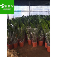 金钱树摇钱树室内客厅大型绿植盆栽盆景花卉植物四季绿植花卉盆栽 金钱树幼苗一颗（不包成活） 带盆