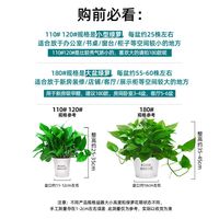 缤贤绿萝盆栽室内花卉植物绿植水培好养长藤垂吊大叶绿箩 180精品绿萝2盆+营养液2