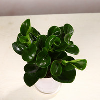 桌面盆栽-青叶碧玉-豆瓣绿  水培土培四季常青 豆瓣绿1棵 不含盆