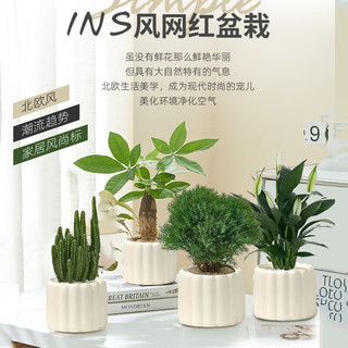 京云梦发财树小盆栽花卉办公室绿植招财单杆发财树甜甜圈源头直发 发财树+甜甜瓷圈+塑料托盘