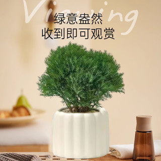 京云梦发财树小盆栽花卉办公室绿植招财单杆发财树甜甜圈源头直发 发财树+甜甜瓷圈+塑料托盘