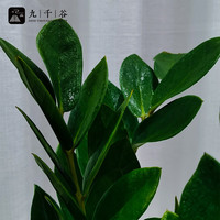 九千谷金钱树盆栽绿植花卉客厅阳台植物小盆景易活25-30cm源头直发