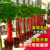 临雅发财树大型绿植客厅大盆栽天堂鸟室内办公室吸甲醛植物落地大盆栽 【开业】发财树1.7-1.8米+福字盆