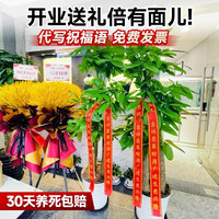 临雅发财树盆栽办公室内客厅大型绿植物乔迁开业单杆1.4m福盆源头直发