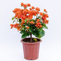 惜林园 漳州三角梅盆栽 绿叶橙(大苗)+带花发货