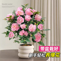 爱你一万年香妃茶花盆栽浓香型山茶花树苗室内庭院花卉植物四季好养当年开花 【花期带花】香妃茶花（约50cm高）+冰裂水培 当年开花