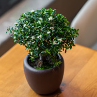 老桩赤楠盆景带盆栽好养活庭院绿植物室内紫砂耐阴四季常青