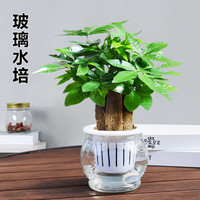 叹为观止发财树盆栽桌面玻璃水培植物树摇钱树室内四季常绿好养易活小盆栽 90#原盆三杆发财树 带盆栽好
