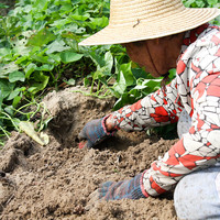 有鲜气【源头直发】海南澄迈桥头地瓜富硒地瓜沙地红薯新鲜现挖 5斤中果单果2-4两(净重)