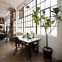 雅卉琴叶榕盆栽树大圆叶植物易养室内大型盆栽绿植 20厘米带盆带土15-20厘米