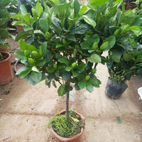 栀子花盆栽带花苞大花浓香四季开花苗观花植物庭院花卉盆栽花绿植 小叶 3年苗盆栽【不带盆】