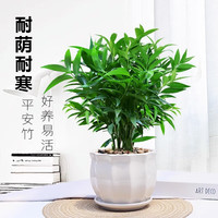 墨一竹柏盆栽绿植清香驱蚊室内好养四季常绿 大号花瓣白瓷盆 源头直发