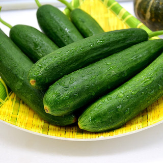 林中山 新鲜水果小黄瓜整箱脆嫩小青瓜蔬菜 1斤【小黄瓜】