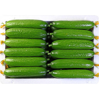林中山 新鲜水果小黄瓜整箱脆嫩小青瓜蔬菜 1斤【小黄瓜】