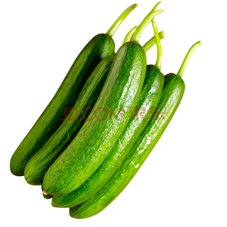 林中山 新鲜水果小黄瓜整箱脆嫩小青瓜蔬菜 1斤【小黄瓜】