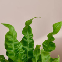 佰花锦办公桌面绿植盆栽发财树室内客厅奶油风盆景精致美观四季好养 鸟巢蕨+PVC白泡泡盆 整体高度约15-25cm