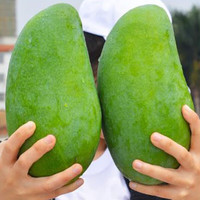 张小壮 芒果 大青芒 大芒果现摘青皮黄皮芒果 新鲜水果 源头直发 精选单果500g