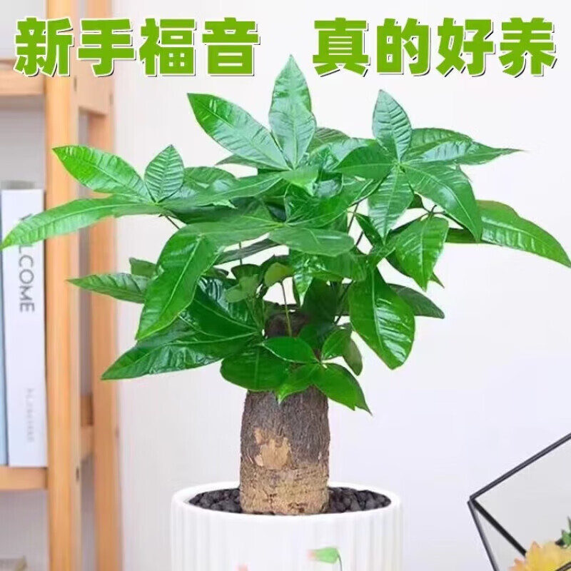 泰西丝发财树绿植小盆栽办公室内客厅面好养植物 独杆发财树 不含盆