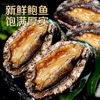 鲜驰 鲍鱼鲜活新鲜超大海鲜水产生鲜活特大加热即食小鲍鱼捞汁饭 特大鲍鱼净重1斤【5-9头】