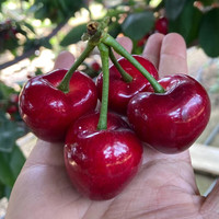拾贝壳 大连美早大樱桃 2.5kg JJJ级30-32mm礼盒装