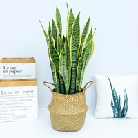 金边虎皮兰盆栽多肉易活水培植物绿植办公室内花卉大全客厅虎尾兰