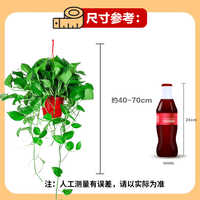 双盟绿萝盆栽除甲醛花卉绿植办公室新房净化空气160红1盆源头直发