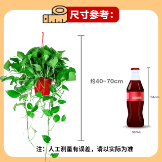 双盟绿萝盆栽除甲醛花卉绿植办公室新房净化空气160红1盆源头直发