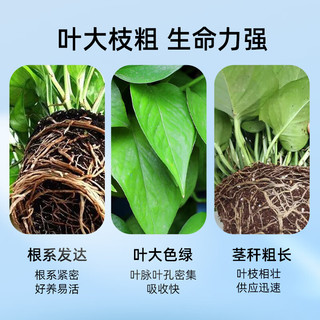 双盟绿萝盆栽除甲醛花卉绿植办公室新房净化空气160红1盆源头直发