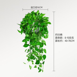 双盟绿萝盆栽除甲醛花卉绿植办公室新房净化空气160红1盆源头直发