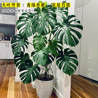 临雅龟背竹盆栽室内客厅大叶老桩大型落地绿植物提根1.4m含盆源头直发
