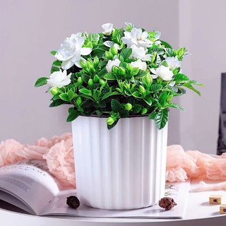 泰西丝栀子花盆栽花卉绿植室内观花植物 120#栀子花+浪琴纹盆 源头直发