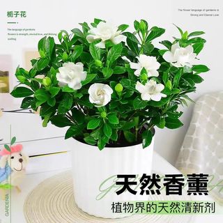 泰西丝栀子花盆栽花卉绿植室内观花植物 120#栀子花+浪琴纹盆 源头直发