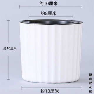 泰西丝栀子花盆栽花卉绿植室内观花植物 120#栀子花+浪琴纹盆 源头直发