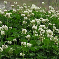 花友秀 白三叶草种子净籽 四季青 低矮草籽公园小区绿化牧草花种子