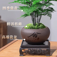 泰西丝文竹盆栽植物室内花卉盆景客厅办公室面禅意小绿植好养四季常青 文竹+白釉冰裂瓷盆+方底托+苔藓
