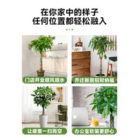 花翁发财树客厅大型盆栽绿植 1.6-1.7米辫子款-聚宝盆源头直发