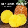 冠町海南金钻凤梨新鲜水果生鲜手撕菠萝当季特产