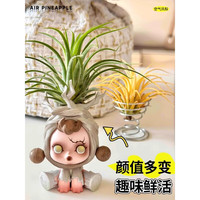 临雅空气凤梨无土植物特价花期精灵带色吸甲醛绿植盆栽花草 空气凤梨盲盒5-15cm一棵