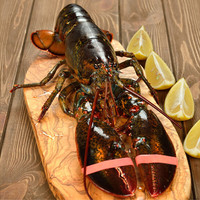 渔传播【活发】鲜活加拿大波龙龙虾海鲜包鲜不包活 2100-2250g/只