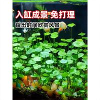 欧芽 鱼缸水草水培植物和鱼共养铜钱草鱼缸造景净化水质真水草绿 【鱼缸】大叶铜钱草*1盆(和