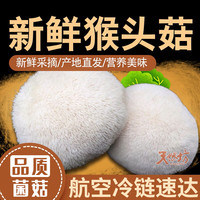 高原云品 云南新鲜猴头菇 1000克