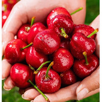 杞农优食山东大樱桃 新鲜水果国产车厘子樱桃 时令生鲜水果端午节 1.8斤(净重) 中果23-26mm