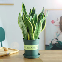 行湘虎皮兰盆栽土培绿植花卉 虎皮兰约40cm高+0.5塑料加仑盆 源头直发