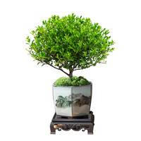 小叶赤楠老桩盆栽迷你植物花卉办公室内桌面小绿植好养四季盆景
