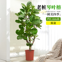 大琴叶榕客厅绿植物室内大型好养老桩大叶盆栽真花落地大号办公室