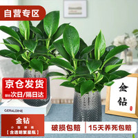 樱霞 大叶金钻 盆栽 1盆（含盆）+肥料