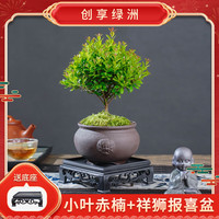 创享绿洲 小叶赤楠带陶瓷花盆办公室茶桌好养植物四季花卉客厅桌面摆件 赤楠+祥狮报喜盆+苔藓+方底座