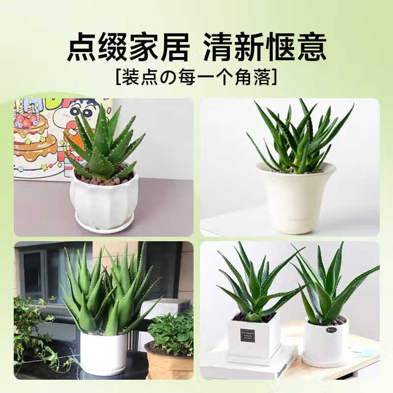 花行榜仙人掌多肉花卉盆栽植物办公桌面 大盆芦荟-青竹瓷盆+肥源头直发