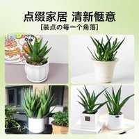 花行榜仙人掌多肉花卉盆栽植物办公桌面 大盆芦荟-青竹瓷盆+肥源头直发