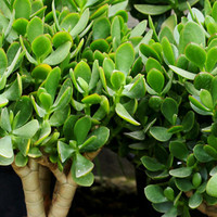 花行榜玉树老桩大株盆栽多肉植物室内绿植 30-40cm高/不含盆源头直发